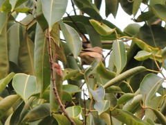Acrocephalus dumetorum