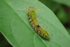 Limenitidini