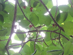 Acrocephalus dumetorum