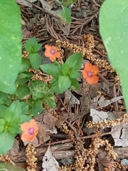 Lysimachia arvensis