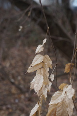 Wisteria floribunda