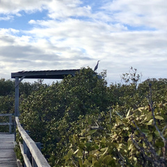 Egretta novaehollandiae