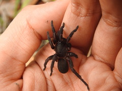 Seqocrypta jakara
