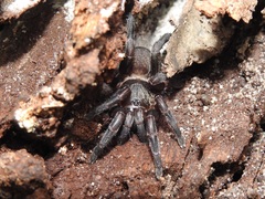 Seqocrypta jakara