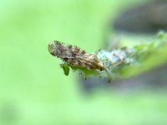 Teleonemia scrupulosa