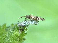 Teleonemia scrupulosa