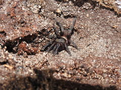 Seqocrypta jakara