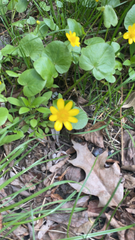 Ficaria verna