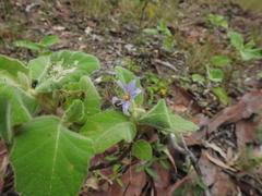 Solanum gympiense