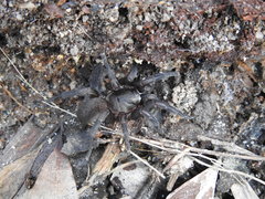 Seqocrypta jakara