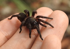 Seqocrypta jakara