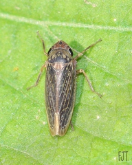 Chlorogonalia losoplanensis