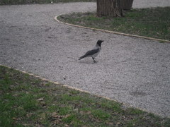 Corvus cornix