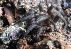 Seqocrypta jakara
