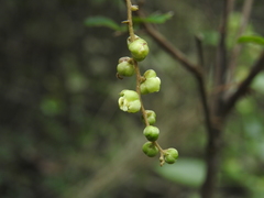 Cupaniopsis shirleyana
