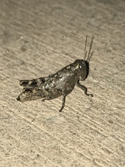 Phaulotettix