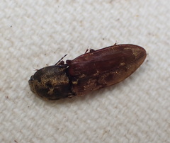 Prosternon bombycinum