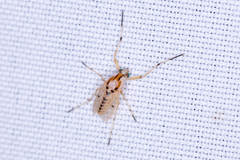 Coelotanypus concinnus
