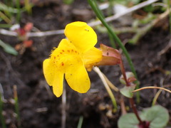 Erythranthe microphylla