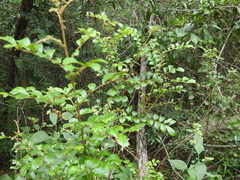 Cupaniopsis shirleyana