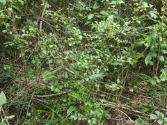 Cupaniopsis shirleyana