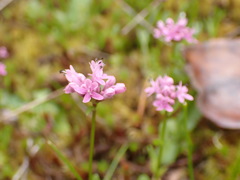 Plectritis congesta brachystemon