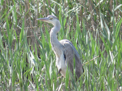 Ardea cinerea