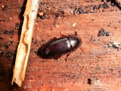 Uloma tenebrionoides