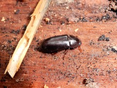 Uloma tenebrionoides