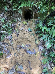 Manis pentadactyla pentadactyla