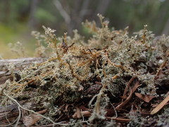 Sphaerophorus venerabilis