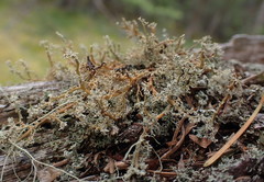 Sphaerophorus venerabilis