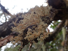 Sphaerophorus venerabilis