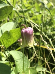 Clematis pitcheri pitcheri