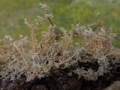 Sphaerophorus venerabilis