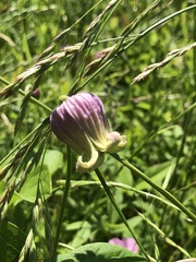 Clematis pitcheri pitcheri