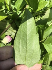 Clematis pitcheri pitcheri