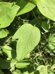 Clematis pitcheri pitcheri
