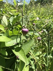 Clematis pitcheri pitcheri