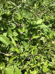 Clematis pitcheri pitcheri