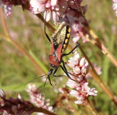 Rhynocoris segmentarius