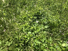 Clematis pitcheri pitcheri