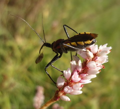 Rhynocoris segmentarius