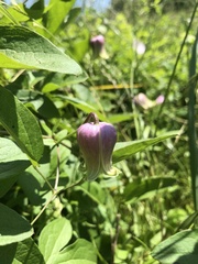 Clematis pitcheri pitcheri