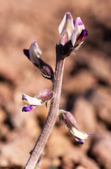 Astragalus layneae