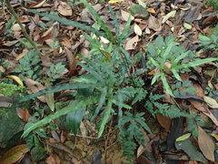 Pteris dimorpha prolongata