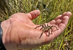 Harpactira gigas