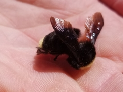Bombus californicus