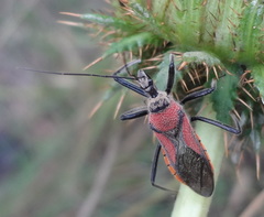 Rhynocoris segmentarius