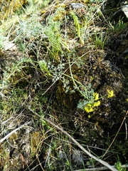 Lomatium papilioniferum